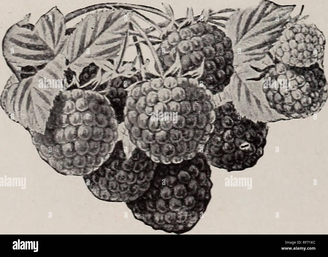 . Handbuch der Obstbäume und Pflanzen. Baumschulen Pennsylvania West Chester Kataloge; Baumschulen (Gartenbau) Pennsylvania West Chester Kataloge; Obstbäume Sämlinge Kataloge; Obst Kataloge. MUNGER. Himbeeren Die große Verbesserung in der winterharte Sorten macht der Anbau dieser feine Frucht 24.02.2004 leicht; jeder gute Boden tun. Aber ein Licht, lehmige Eine vorzuziehen ist. Werk in Zeilen 5 oder 6 Meter auseinander, wodurch 4 Füße zwischen die Pflanzen: die alten Stöcke entfernen, sobald die Frucht ist weg, und nicht mehr als drei oder vier neue zu jedem Berg: Aufziehen der Jungen Stöcke, wenn 3 oder Stockfoto