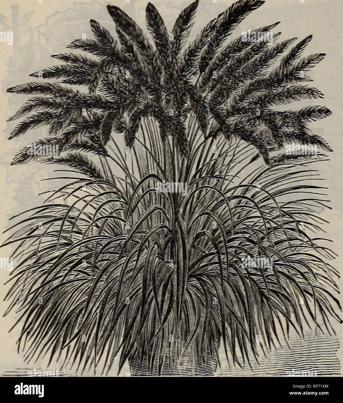 . Saatgut, Pflanzen, Knollen, Früchte. Baumschulen New York (State) Kataloge; Blumen Samen Kataloge; Pflanzen, Zierpflanzen Kataloge. 20 lila Feder Gras. Pennisetum Ruppelianum. Eine jährliche Die producss Plumes von Hochsommer. Dies ist zweifellos eine der am meisten Zierpflanzen decoiative Gräser jemals eingeführt, und wird als nützlich für die Zimmer gefunden werden, ich Halle oder Tischdekoration so viele einen Palm, während den Vorteil, schnelle und kräftige" Wachstum, und einfacher zu verwalten. Seine anmutige, enge Kurven, Blätter, der von den Hunderten s hintereinander produziert werden, sind von den meisten overtopi) Ed elegante Lila feath Stockfoto