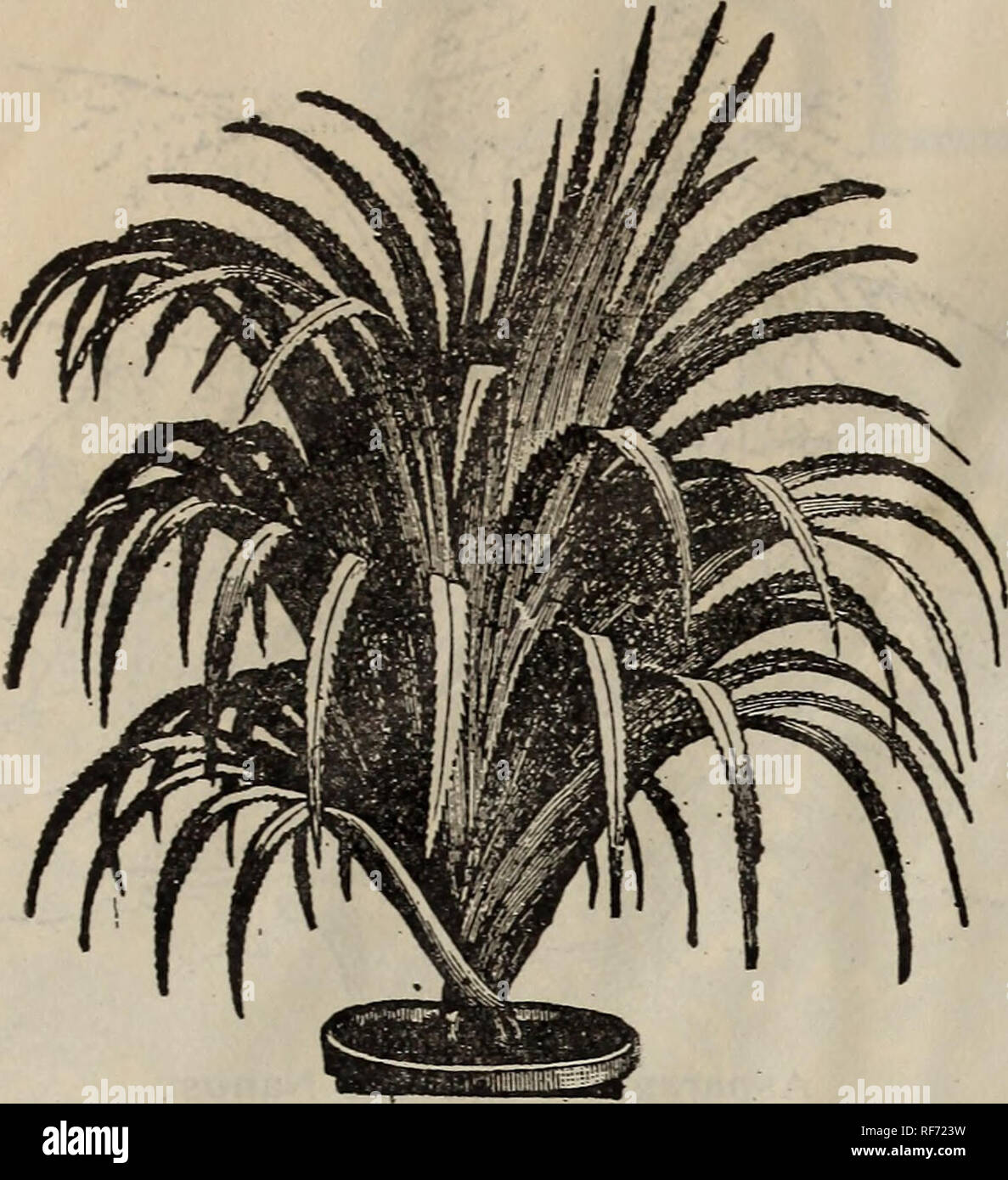 . [Katalog. Baumschulen Ohio Columbus Kataloge Kataloge; Blumen; Ziersträucher Kataloge; Pflanzen, Zierpflanzen Kataloge. 46 KATALOG DER COTTAGE ROSE GARDEN, Columbus, Ohio. Pandanus Utilis. Schraube Kiefer. Dies ist eine charmante Anlage und ist eine der nützlichsten von Zierpflanzen. Das Laub ist grün mit rot umrandet. Wenn die Anlage ist voll die Blätter de-Schreiber eine perfekte Schraube auf der Stammzellen entwickelt; daher der Name, Schraube Kiefer. Das wird schön mit ihren Palmen und erfordert die gleiche Kultur. Feine Pflanzen. 35 Cent. Carex Japonica Variegata. Eine neue Zierpflanzen japanische Gras, das Stockfoto