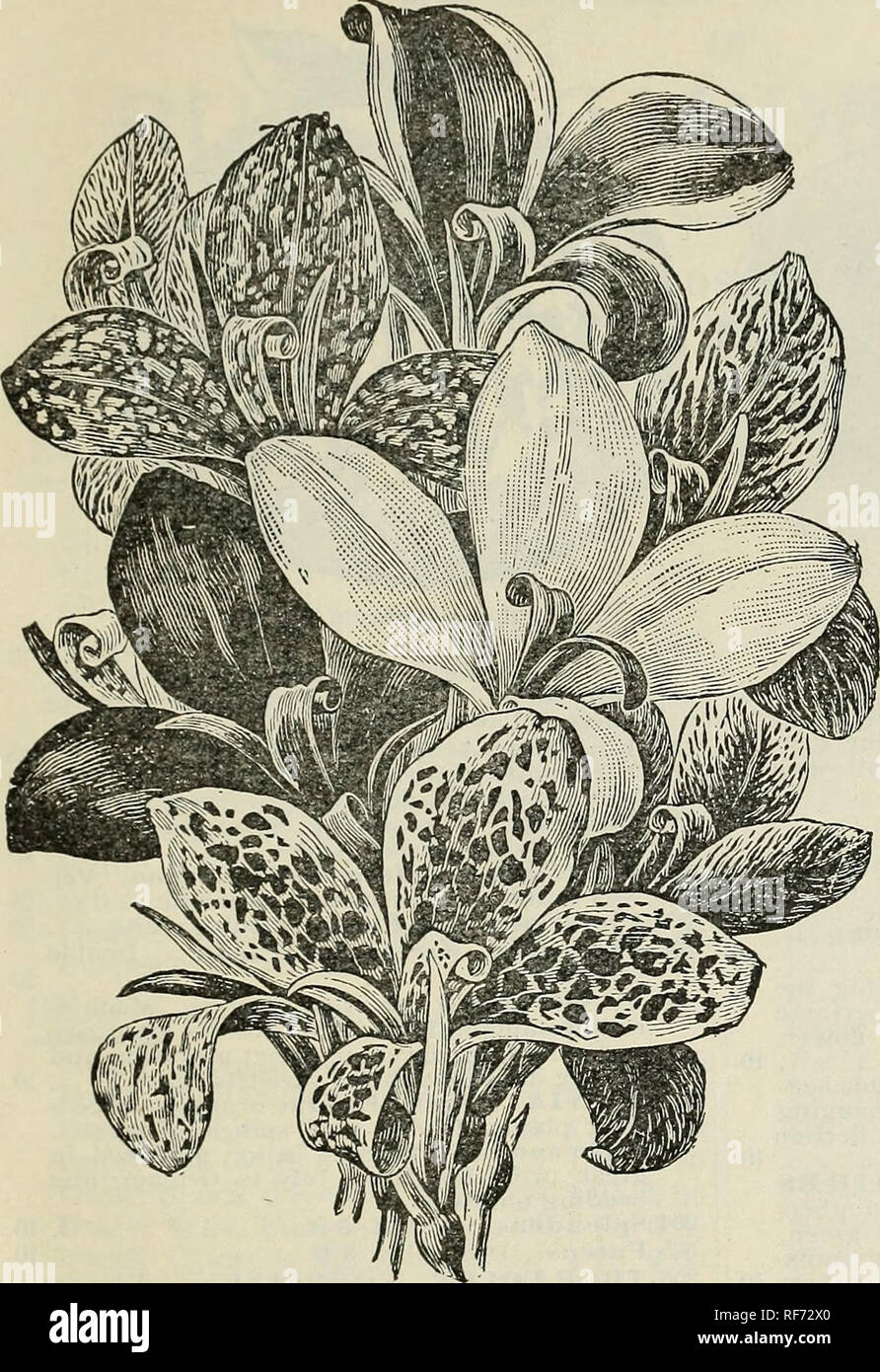 . Buist's Garden Führer und Almanach: 1902. Baumschulen Pennsylvania Philadelphia Kataloge; Gemüse; Blumen Samen Samen Kataloge Kataloge. BUIST'S GARDEN GUIDE. 139. Zwerg französische Carinas. Nr. pro Paket. 258. ECHEVERIA METALLISCHE A. Grundzüge, Untertasse - geformte Blätter, mit einer besonderen Lila und Metallic Farbton, für das Gewächshaus oder offener Garten; zart mehrjährig. . .10 259. EUPHORBIA. VARIEGATA. Auffällige, weiße und grüne Laub; 2 ft. . .5 260. HUME A. ELKGANS. Hälfte - hardy Biennale; eine bemerkenswert schöne dekorative Pflanze, pro-risikoverringerung hängenden Pyramiden von Rubinrot. Gras - wie Röschen, entweder für Pots o Stockfoto