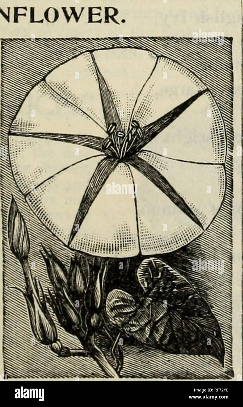 . Die Burpee Folgendes Saatgut, für 1902 wachsen Großhandel Katalog