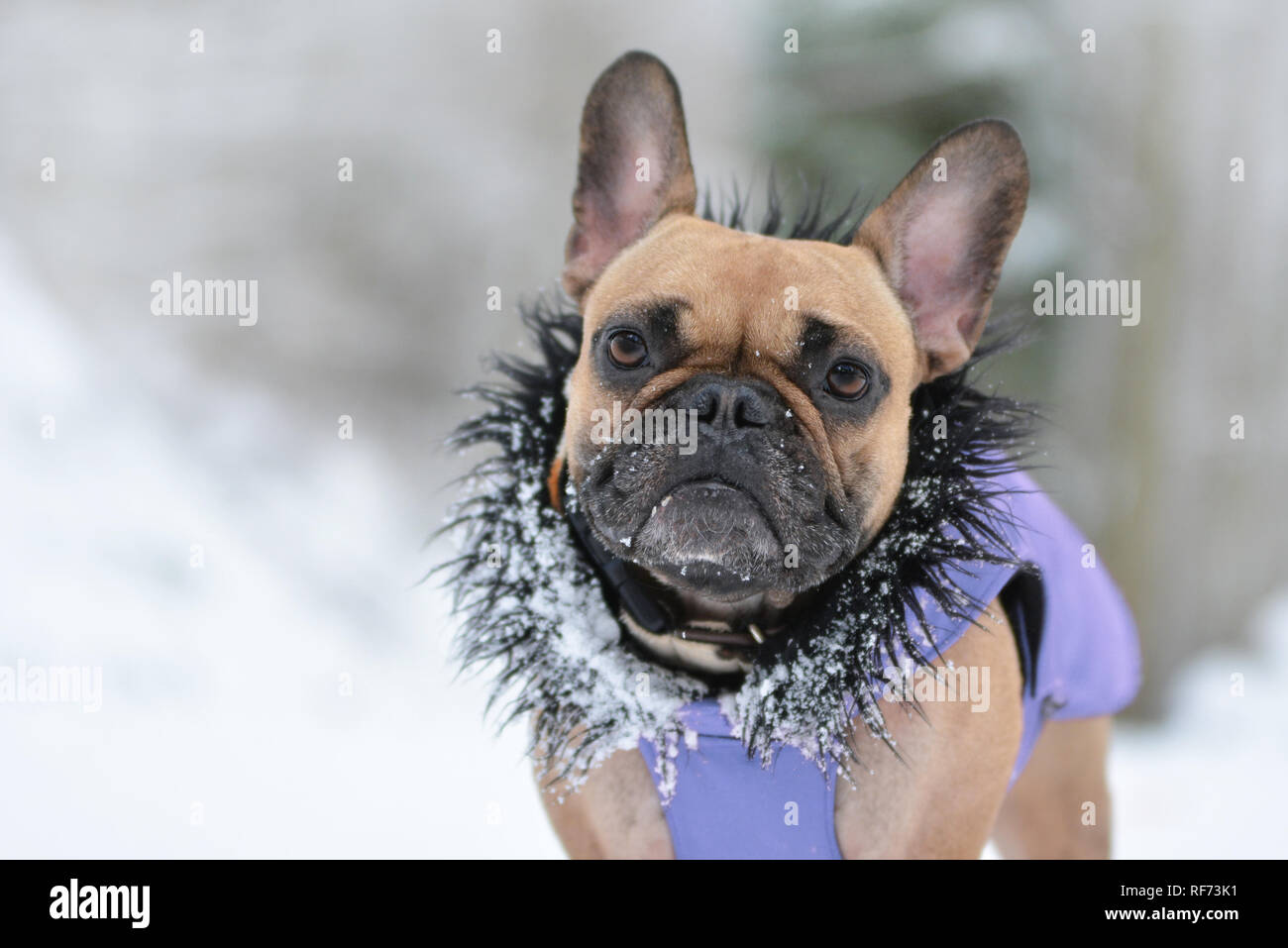 Süße kleine braune Französische Bulldogge Hund in lila Winterjacke mit  Fellkragen schwarz im Winter Schnee Landschaft Stockfotografie - Alamy