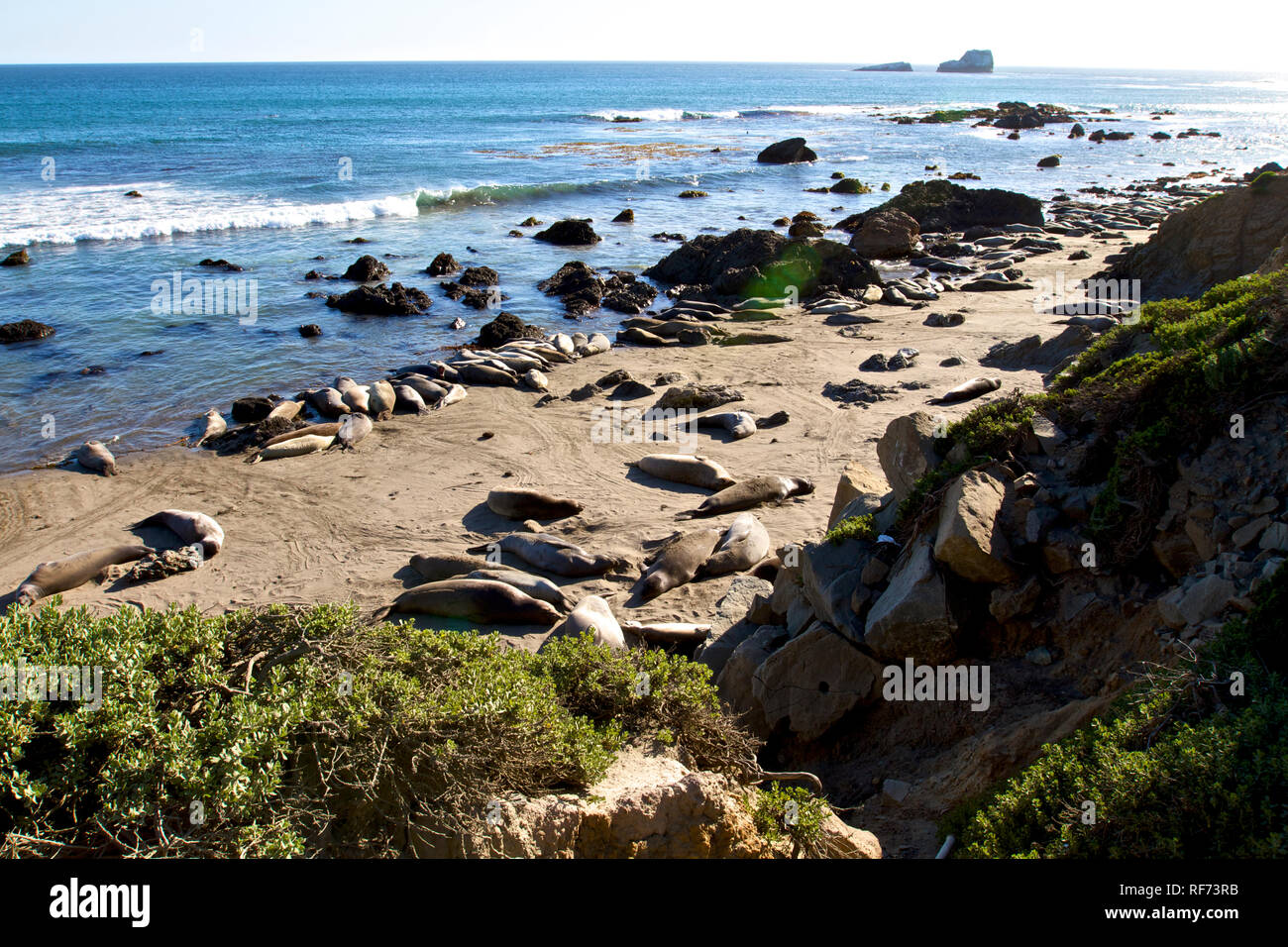 Seeelefanten am Piedras Blancas Stockfoto