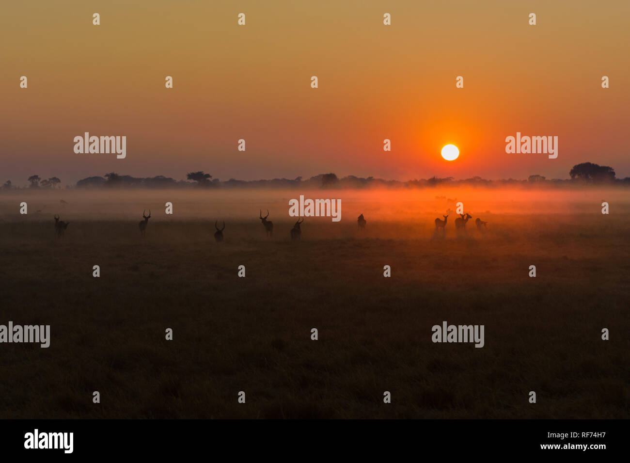 Busanga Plains ist einer der abgelegensten Gegenden des Kafue National Park, Sambia, sondern auch die schönste und die höchste Bestandsdichte Stockfoto