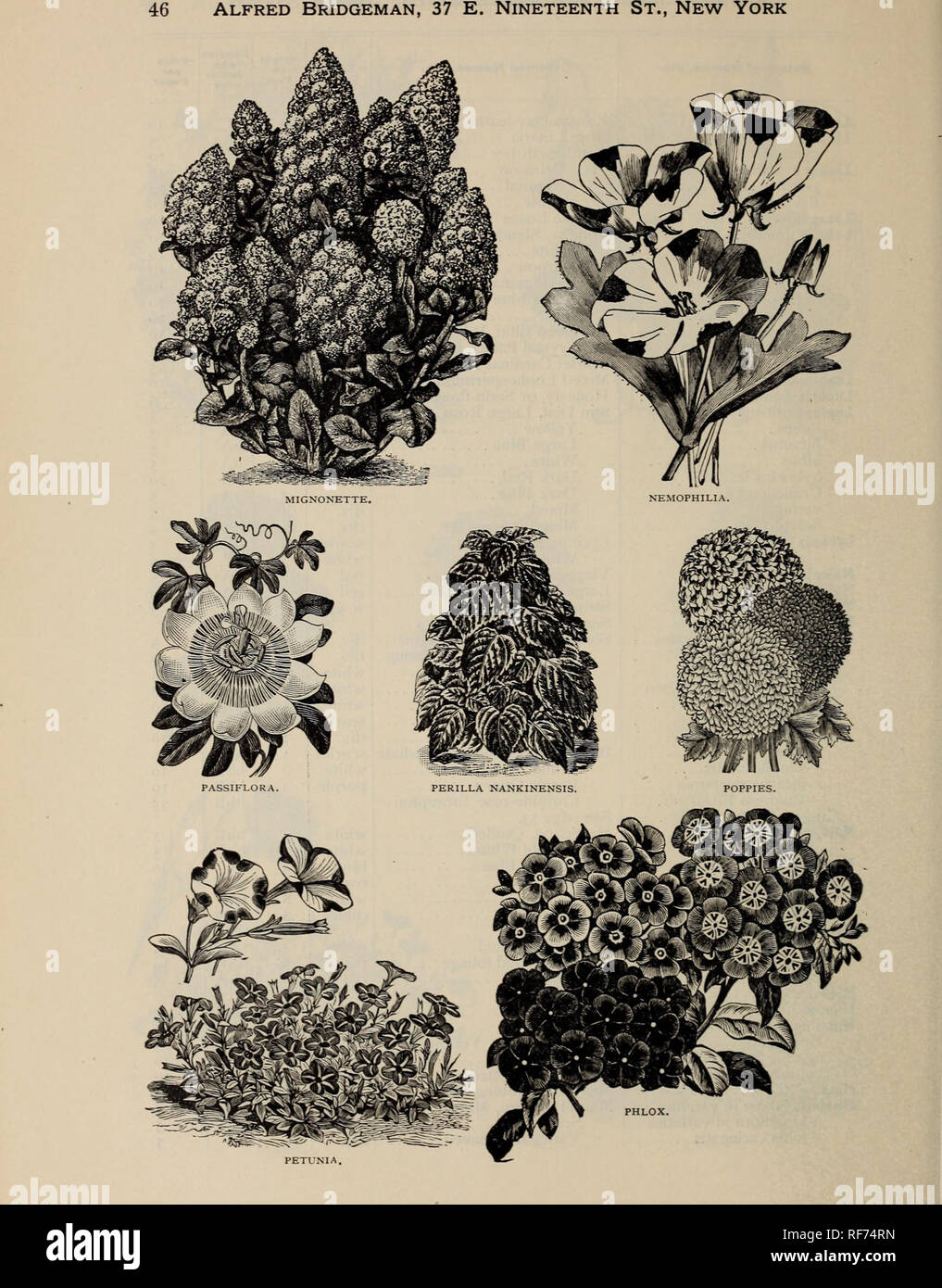 . Alfred Bridgeman Samen. Baumschulen New York (State) New York Kataloge; Gemüse; Blumen Samen Samen Kataloge Kataloge; Obst Sämlinge Kataloge; Gartengeräte und Zubehör Kataloge. . Bitte beachten Sie, dass diese Bilder sind von der gescannten Seite Bilder, die digital für die Lesbarkeit verbessert haben mögen - Färbung und Aussehen dieser Abbildungen können nicht perfekt dem Original ähneln. extrahiert. Alfred Bridgeman (Hart); Bridgeman, Alfred; Henry G. Gilbert Baumschule und Saatgut Handel Katalog Kollektion. New York: Alfred Bridgeman Stockfoto