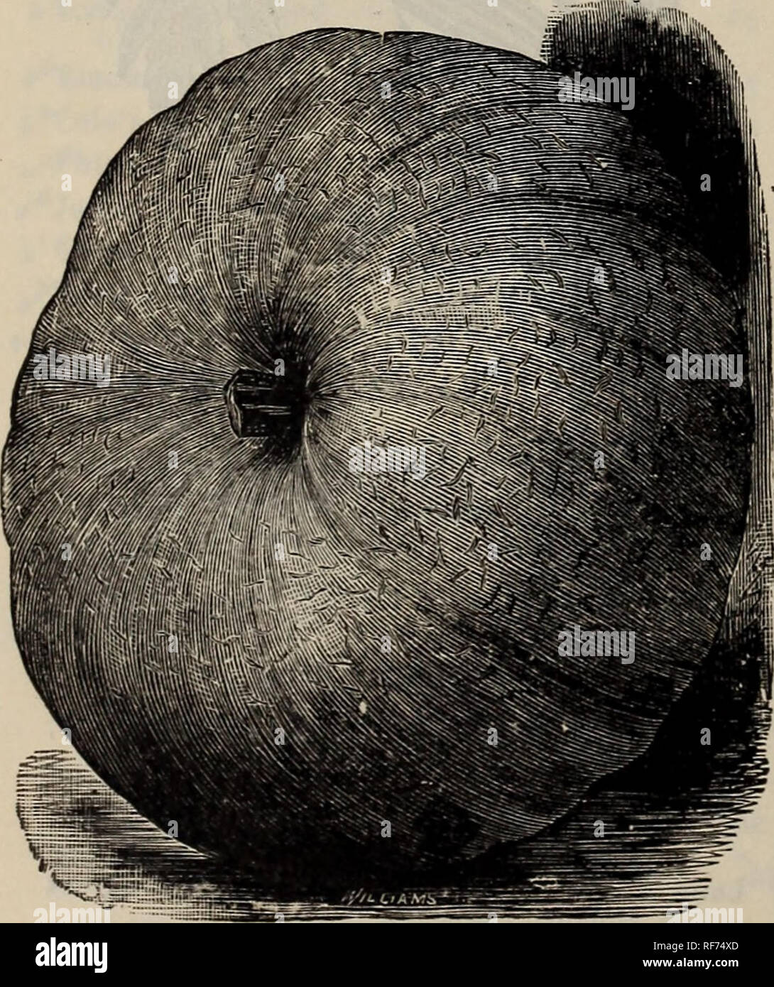 . Alfred Bridgeman Samen. Baumschulen New York (State) New York Kataloge; Gemüse; Blumen Samen Samen Kataloge Kataloge; Obst Sämlinge Kataloge; Gartengeräte und Zubehör Kataloge. 20 Alfred Bridgeman, 37 E. 19 St., New York Petersilie Persil, Fr. Speterfilte, Ger. Perejil, Sp. Aussaat von März bis Juni, in Bohrer ein Zoll v tief und ich Fuß auseinander. pro Unze. 4 ozs. * Gewellt oder Doppelzimmer - 0 $ 10 $ 0 25 * Meister Moss Gewellt 15 30 I^Carters Fern-Leaved 10 25 Hamburg, oder Verwurzelt 10 25 fPumpkins Potiron, Fr. fliirbtffe, Ger. Calabaza, Sp. Aussaat im Mai oder Juni, in Hügel 6 von 8 Meter auseinander. Stockfoto