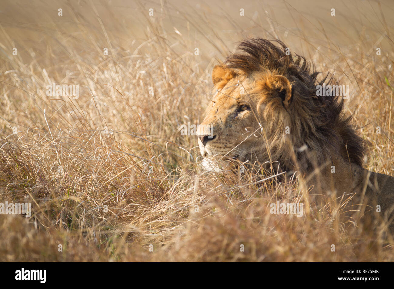 Busanga Plains ist einer der abgelegensten Gegenden des Kafue National Park, Sambia, sondern auch die schönste und die höchste Bestandsdichte Stockfoto