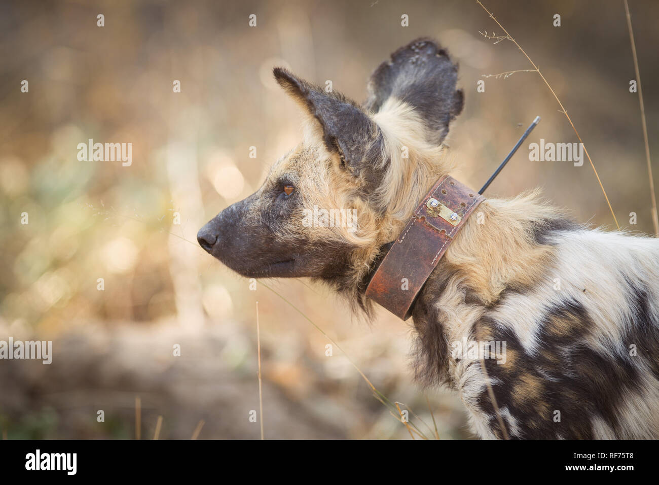 Ein tracking Collar wird von Wissenschaftlern verwendet die Bewegungen der afrikanischen Wilden Hund, Lycoan Pictus, in Hwange National Park, Matabeleland, Simbabwe zu überwachen. Stockfoto