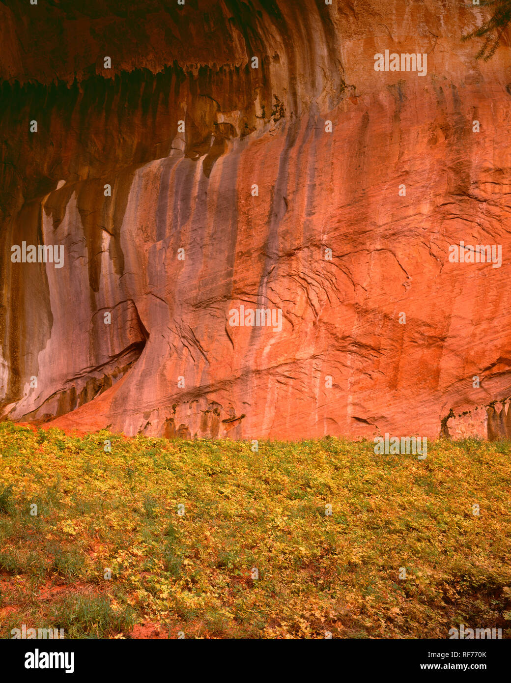 USA, Utah, Zion National Park, Versickerung von Wasser Mineralien auf Navajo Sandstein Wände an Double Arch Alkoven; Kolob Canyons area hinterlegt. Stockfoto