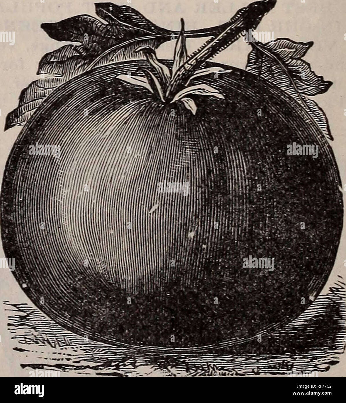 . 1902 Saatgut Handbuch. Baumschulen Kalifornien San Francisco Kataloge; Gemüse Samen Kataloge; Gräser, Blumen Samen Samen Kataloge Kataloge; Gartengeräte und Zubehör Kataloge. Mammut CH'ili. Mammut CHILI. Die größte Vielfalt gewachsen, mit einem â Â"¬ ight is von über zweihundert Pfund erreicht. Runde, abgeflacht an den Enden; Rinde tief orange; Fleisch dunkles Gelb, dick und sehr nahrhaft. Manchmal für die Tabelle verwendet, aber mehr für die Fütterung wünschenswert. Es ist ein guter Keeper Pkt., 5c; oz, 10c; 2 oz., 15c; % lb., 30 c; lb, 80 C. Amerikanische TURBAN, ODER ESSEX HYBRID. Eine mittelgroße Sorte; rin Stockfoto