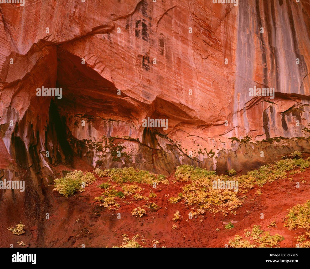 USA, Utah, Zion National Park, Versickerung von Wasser Mineralien auf Navajo Sandstein Wände an Double Arch Alkoven; Kolob Canyons area hinterlegt. Stockfoto