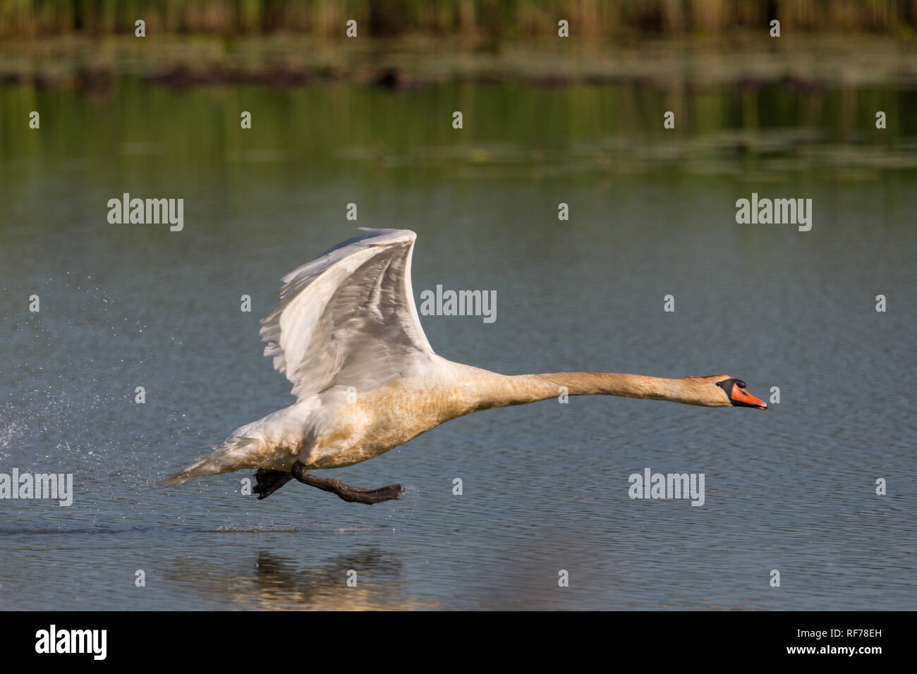 Eine natürliche Höckerschwan (Cygnus olor), die auf der Wasseroberfläche, Flügeln, Stockfoto