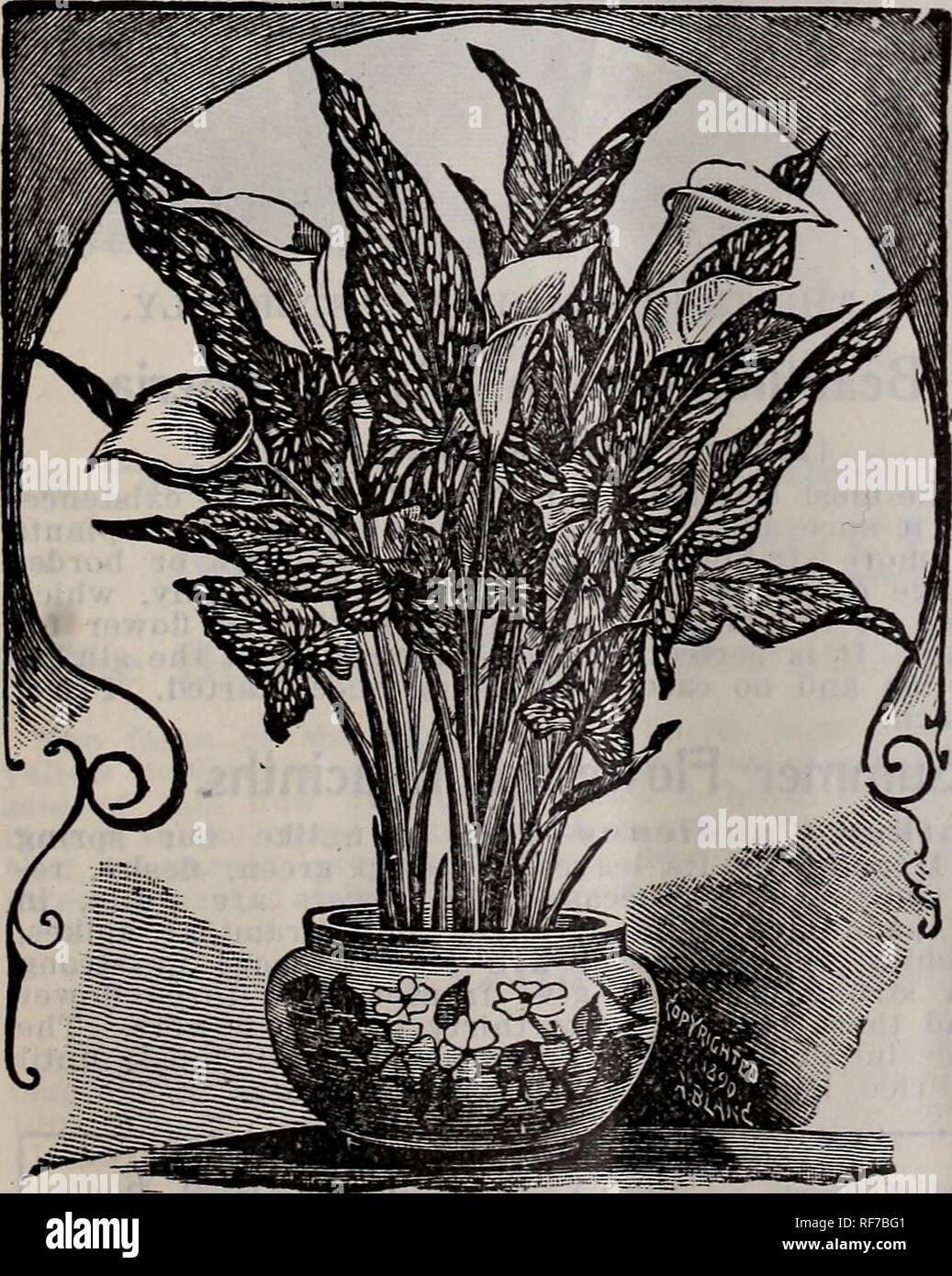 . Blumen Edelsteine für winterblüher. Baumschulen Ohio Springfield Kataloge; Pflanzen, Zierpflanzen Kataloge Kataloge; Lampen; Blumen (Pflanzen) Kataloge; Blühende Sträucher Kataloge. IRIS HISPJINICA. (Spanisch IRIS.) Dies ist eine sehr charmante Zwerg Iris, geeignet für die Bepflanzung von Betten oder für Pot-Kultur. Sie liefern ein Brillantesten Masse von Farbe, und nichts kann in der Grenze gepflanzt werden. Wir bieten drei genannten Arten wie folgt: Chrysolora-Gelb. Darling - Blau. Blanche Snperbe-Weiß. Preis, zwei für 5 Cent, 25 Cent pro Dutzend. PEACOCK IRIS. Iris, Pavonia - (Peacock Iris.) Diese schöne Iris Stockfoto