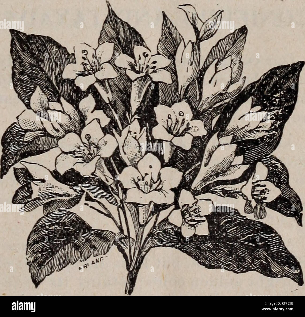 . Katalog. Baumschulen Georgia Atlanta Kataloge; Obstbäume Sämlinge Kataloge Kataloge; Obst; Pflanzen, Zierpflanzen, Stauden Kataloge Kataloge. DEUTZIA. Laubabwerfende Sträucher. Es gibt nichts, das so schnell, und für so wenig Kosten, fügt der fröhlich-ness und Beenden eines Hauses als blühende Sträucher. Alle bieten wir haben gründlich gewesen - hier ly getestet, sind völlig winterhart, Blüte, und g: Zeile jedes Jahr schöner. ALTHAEA (Hibiscus syriacus). Doppelzimmer Rot, Weiss und Violett. Diese sind Zierpflanzen, und einer Hecke oder Bildschirm durch Mischen der Farben ist sehr hübsch. Bunte = leaved Stockfoto