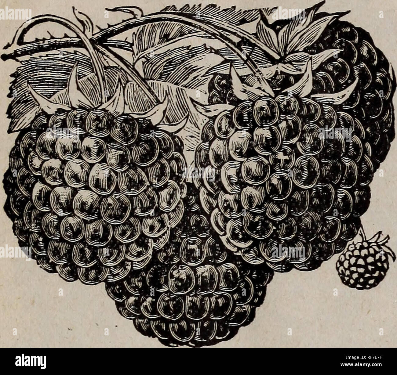 . Katalog. Baumschulen Georgia Atlanta Kataloge; Obstbäume Sämlinge Kataloge Kataloge; Obst; Pflanzen, Zierpflanzen, Stauden Kataloge Kataloge. ATLANTA. Himbeeren. Kultur. Jedes Land, das produzieren gute Ernten von Mais wird auch gute Himbeeren wachsen. Den Boden gut vorbereiten und reichlich Dünger; grouud Knochen ist ein guter Dünger. Der Boden locker und frei von Unkraut in der gesamten Saison, die Sauger mit der Hacke oder Kultivator, und indem nur drei oder vier Stöcke zu den Hügel oder einzelne Zeile für Obst. Werk ein Sortiment, die Saison zu verlängern. Für den Garten Cul Stockfoto