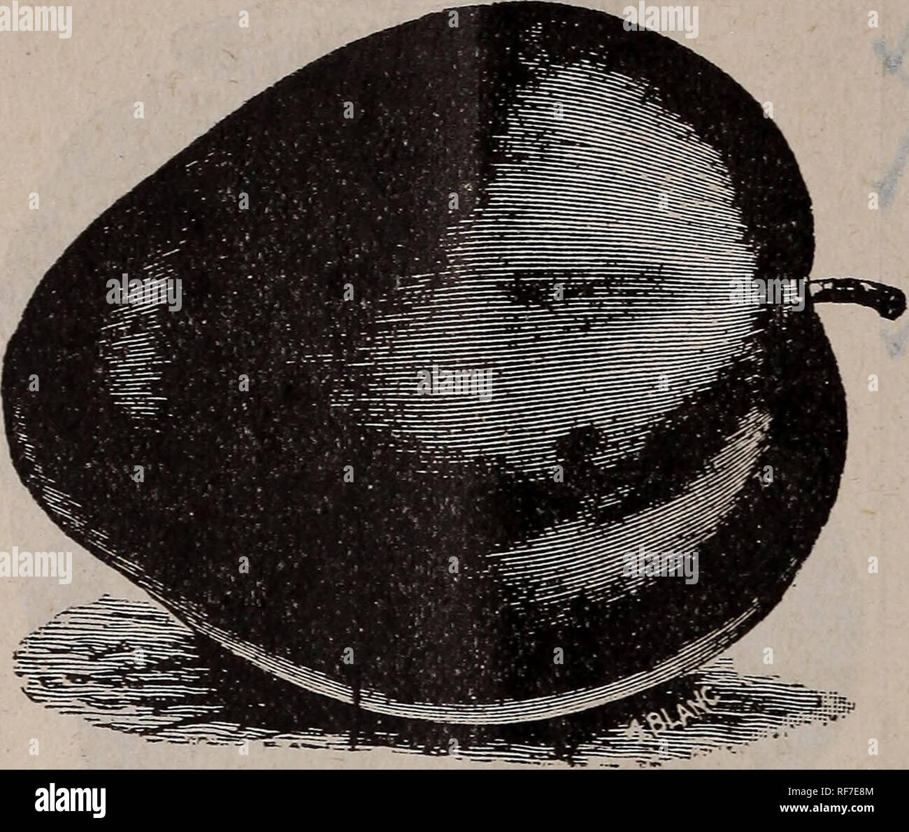 . Katalog. Baumschulen Georgia Atlanta Kataloge; Obstbäume Sämlinge Kataloge Kataloge; Obst; Pflanzen, Zierpflanzen, Stauden Kataloge Kataloge. 8 ATLANTA BAUMSCHULE CO. Pflaumen, das einzige Insekt Feind der Pflaume in diesem Klima ist die curculio, und ein wenig Geduld und Ausdauer wird ihn besiegen. Sprühen Sie die Bäume, wenn Blüten fallen mit der Lösung von London oder Paris lila grün; wiederholen Sie in zwei Wochen. Alle unsere Pflaumenbäume sind die weinblüte auf Marianna stocks ^, die besser sind als andere, den wir je getestet haben. Schwarze Knoten in Pflaumen. Schneiden Sie alle af-betroffenen Zweige unter betroffenen Teile und zu verbrennen, zu Stockfoto