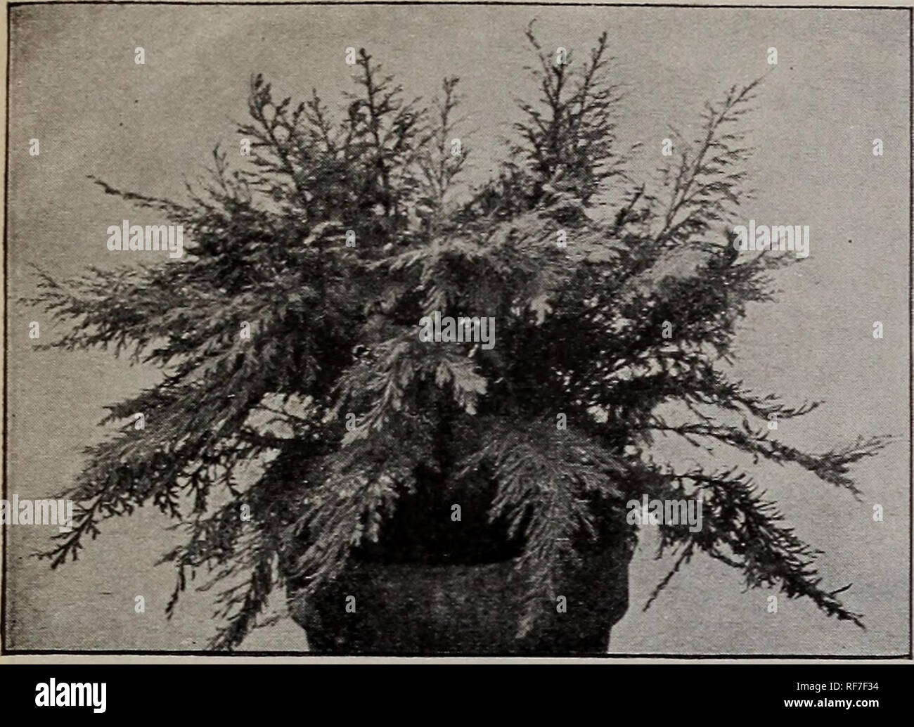 . Delmar Baumschulen: Katalog Nr. 2 1901. Baumschulen (Gartenbau) Georgia Augusta Kataloge; Bäume Sämlinge Kataloge; Pflanzen, Zierpflanzen, Blumen Kataloge Kataloge. Dekorative Pflanzen und Dekorative Gräser. SELAGINELLA EMILIANA. Selaginellas (Moose) Zehn verschiedene Sorten. Wünschenswert für Fern-Gerichte und Steingärten. 10 cts. Pro, 75 cts. Pro 10. Selaginella Emiliana. Eine neue aufrecht wachsenden Moos, mit zahlreichen gefiederten stammt von der Basis und bilden ein dichtes Grasbüschel. Gut gewachsene Betriebe 12 bis 18 Zoll in der Höhe und einen entsprechenden Durchmesser erreichen. Wir kennen kein Moos superior, ein Stockfoto