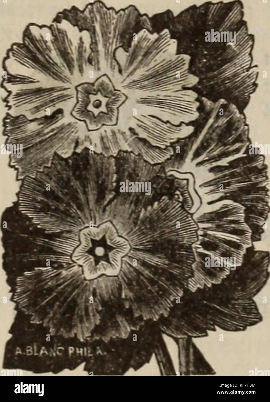 . Frühjahr 1900. Baumschulen Oregon Salem Kataloge; Gemüse Samen Kataloge; Gräser, Blumen Samen Samen Kataloge Kataloge; landwirtschaftliche Arbeitsgeräte Kataloge. Mohn.. Primrose. Primrose. Primula vulgaris. Englisch Primrose. Die alte gelbe Primel, jetzt so populär und Mode. Pkt. 10 C. Chinesische Primrose. Primula Sinensis. Gut - grünes Haus und Wintergarten Winter - blühende Pflanzen bekannt. Nichts kann sie für Topf und Indoor - blühende Pflanzen übertreffen. Die verschiedenen Formen und Mischungen von Farben sind überaus erfreulich und Wirkung - Ive. Sie gedeihen am besten in einem Boden von sandiger Lehm und Lea Stockfoto