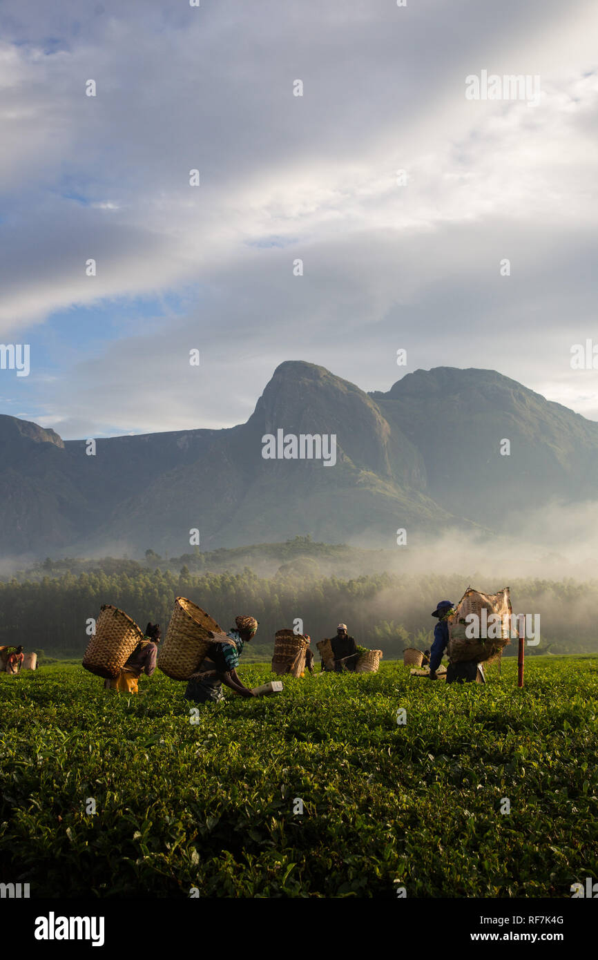 Kaffee picker Arbeitnehmer posieren für ein Portrait Auf einen Kaffee Immobilien am Fuße des Mount Mulanje Massiv, im südlichen Bezirk, Malawi. Kaffee ist ein zentrales Cash crop. Stockfoto