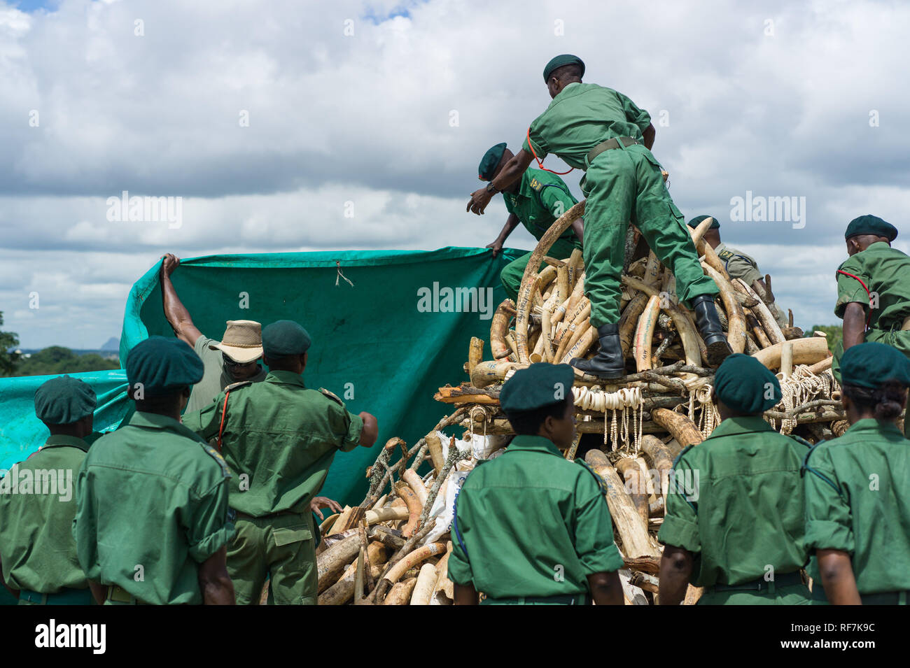 Förster von Malawis Abteilung der Nationalen Parks und Wildlife Rush ein Haufen beschlagnahmt elephant Ivory zu decken nach in Lilongwe Brennvorgang abgebrochen wurde Stockfoto
