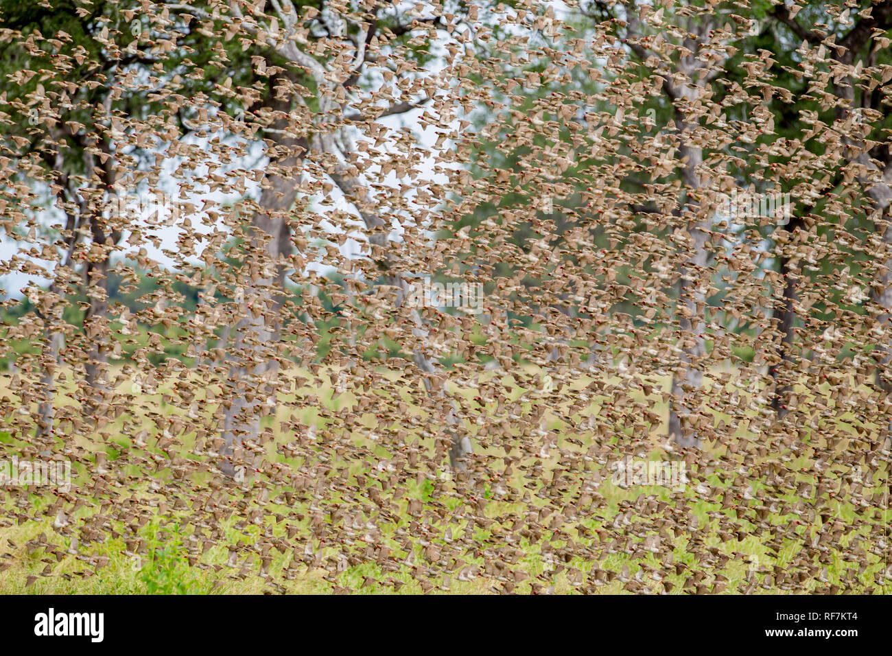 Red-billed Quelea quelea Quelea,, sind Zugvögel, die Schwarm in riesigen Herden, hier im South Luangwa National Park, Sambia gesehen. Stockfoto