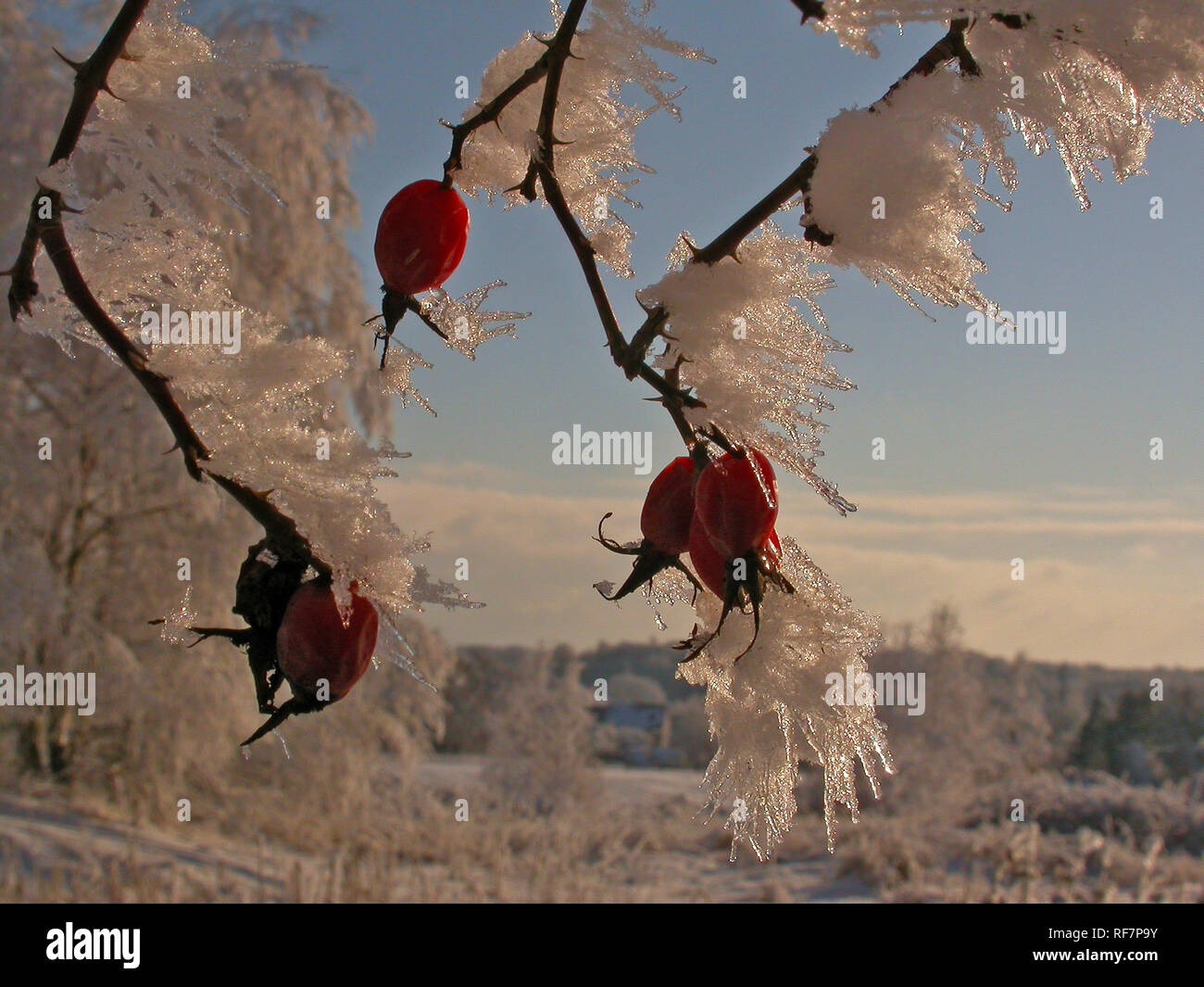 Heckenrose (Rosa Canina), Schnee und Frost - überdachte Hagebutten im Winter, Baden-Württemberg, Deutschland Stockfoto