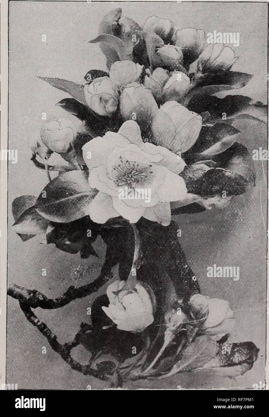 Pflanzen_ornamentale_kataloge -Fotos und -Bildmaterial in hoher Auflösung -  Seite 400 - Alamy