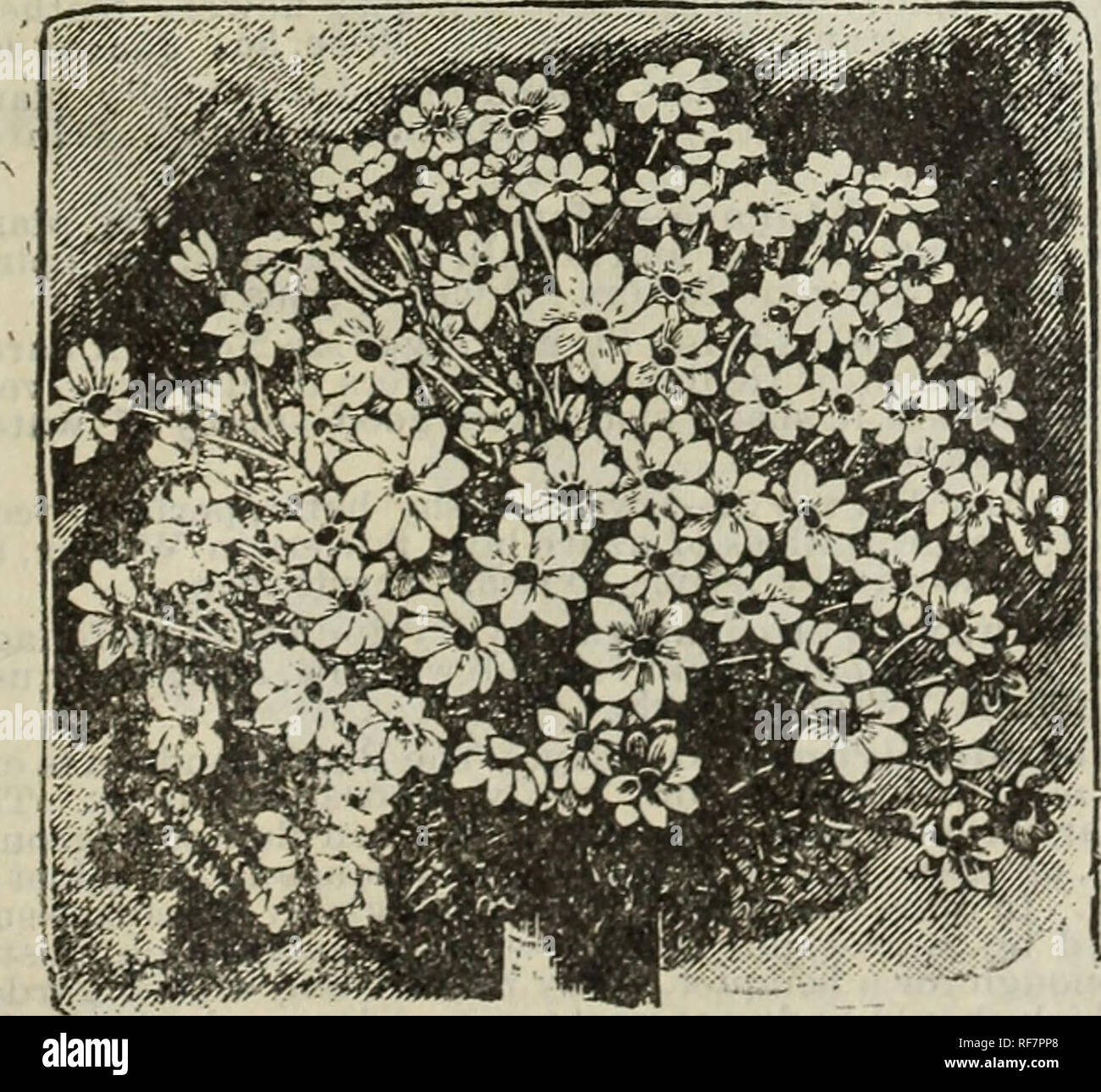 . Cottage Rose Garden 1901. Baumschulen Ohio Columbus Kataloge