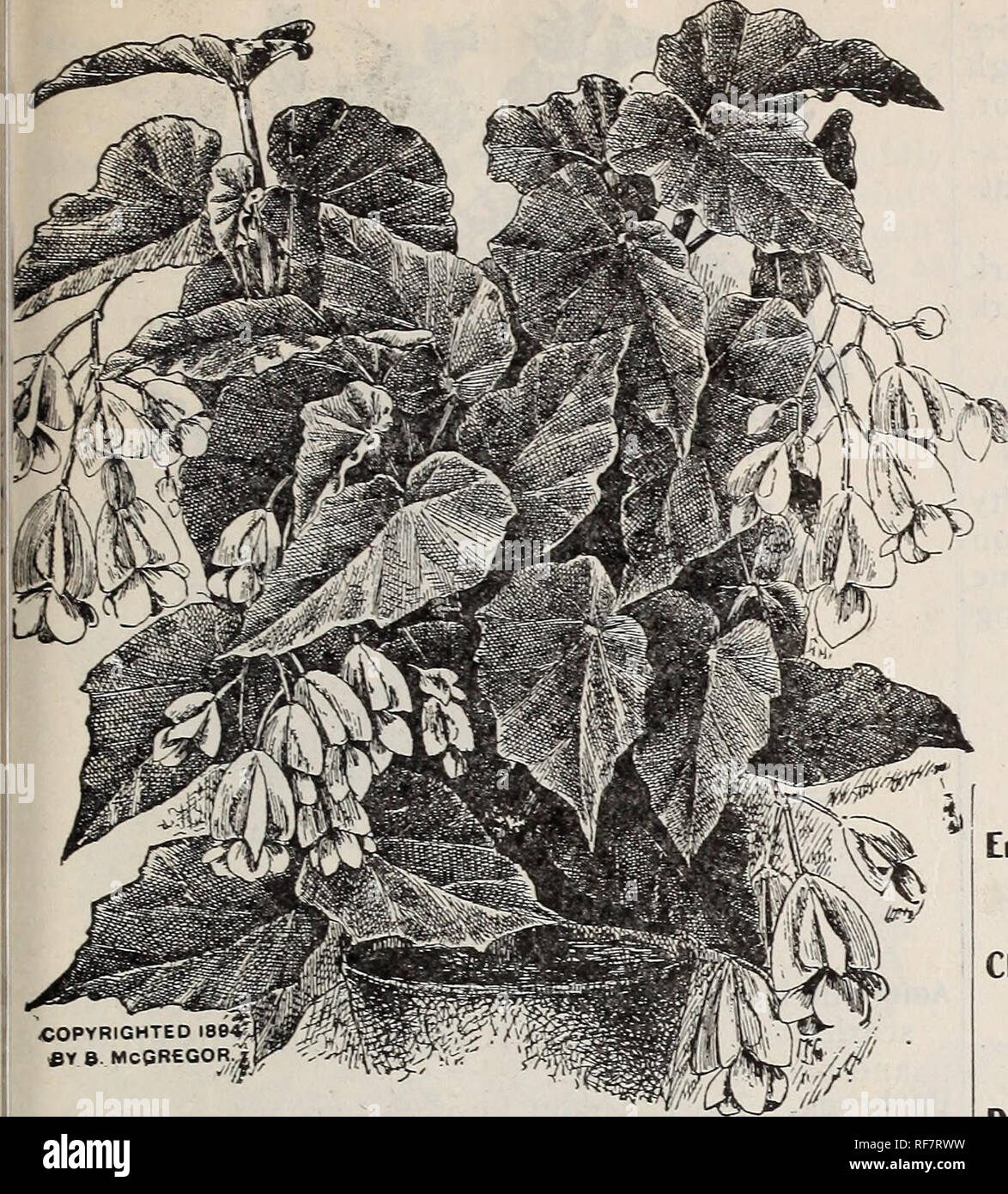 . Frühjahr 1900. Baumschulen Ohio Painesville Kataloge; Gemüse Samen Kataloge Kataloge; Lampen; Blumen (Pflanzen) Kataloge; Pflanzen, Zierpflanzen Kataloge; Obstbäume Sämlinge Kataloge; Obst Kataloge. Pflanzen - Allgemeine Sammlung. 69. Bitte beachten Sie, dass diese Bilder sind von der gescannten Seite Bilder, die digital für die Lesbarkeit verbessert haben mögen - Färbung und Aussehen dieser Abbildungen können nicht perfekt dem Original ähneln. extrahiert. Storrs &Amp; Harrison Co; Henry G. Gilbert Baumschule und Saatgut Handel Katalog Kollektion. Painesville, Ohio: Storrs &Amp; Harrison Co. Stockfoto