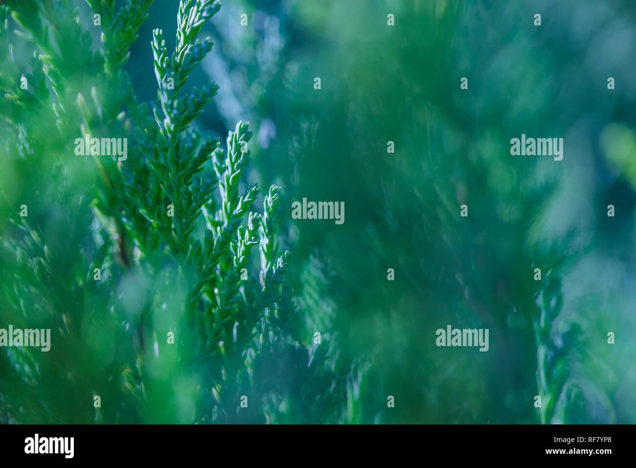 Grüne Zweige von Juniper immergrüner Strauch Pflanzen mit geringer Tiefenschärfe im Garten Center im Winter Tag Stockfoto