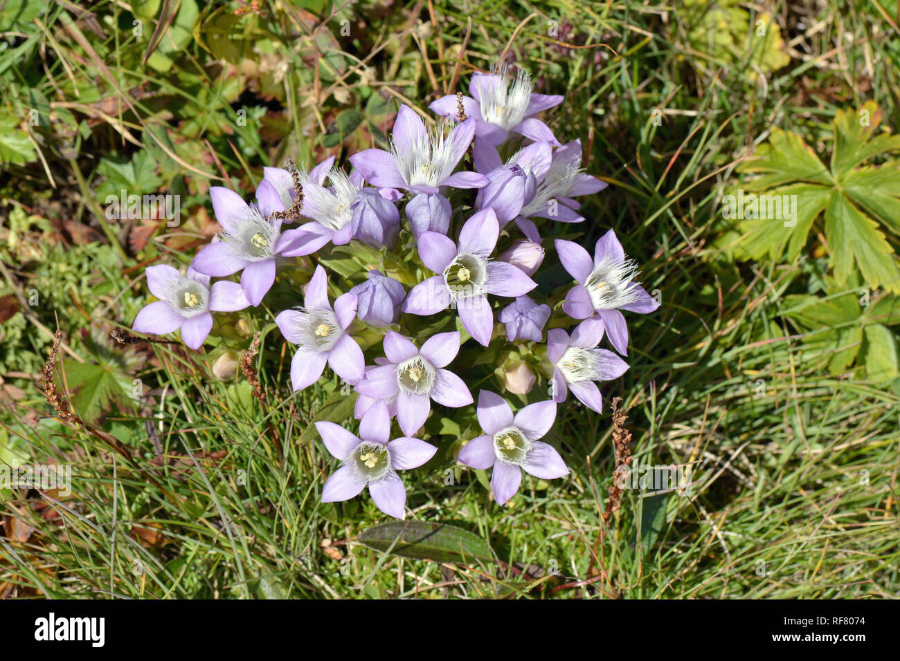 Chiltern gentian, Deutsche Fränkisch, Deutscher Kranzenzian, Wettstein-tárnicska, Gentiana germanica, Alpen, Österreich, Europa Stockfoto