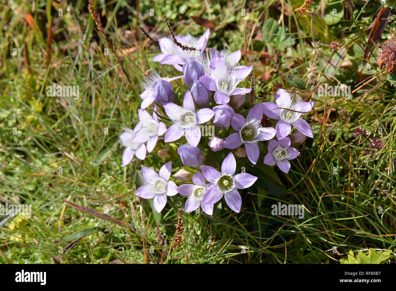 Chiltern gentian, Deutsche Fränkisch, Deutscher Kranzenzian, Wettstein-tárnicska, Gentiana germanica, Alpen, Österreich, Europa Stockfoto