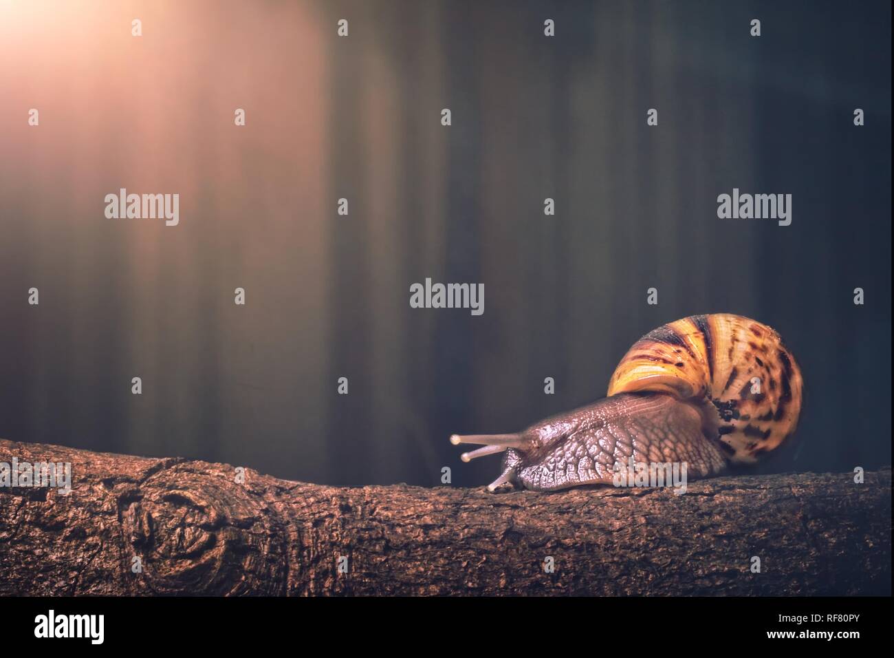 Schnecke Spaziergänge auf einen Baumstamm. Panoramabild mit kopieren. Stockfoto