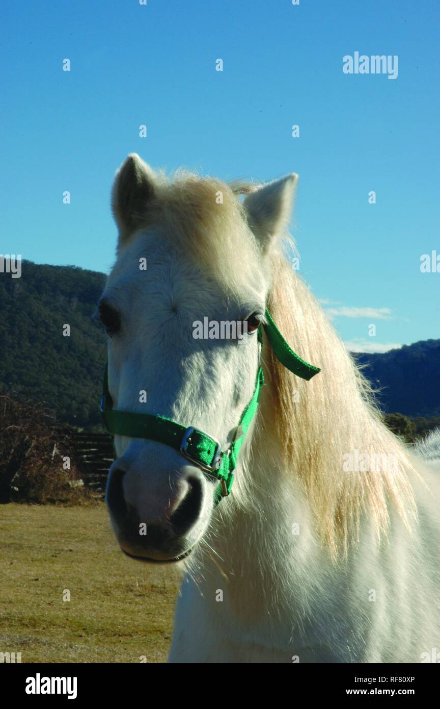 Hübsches weißes Pferd Stockfoto