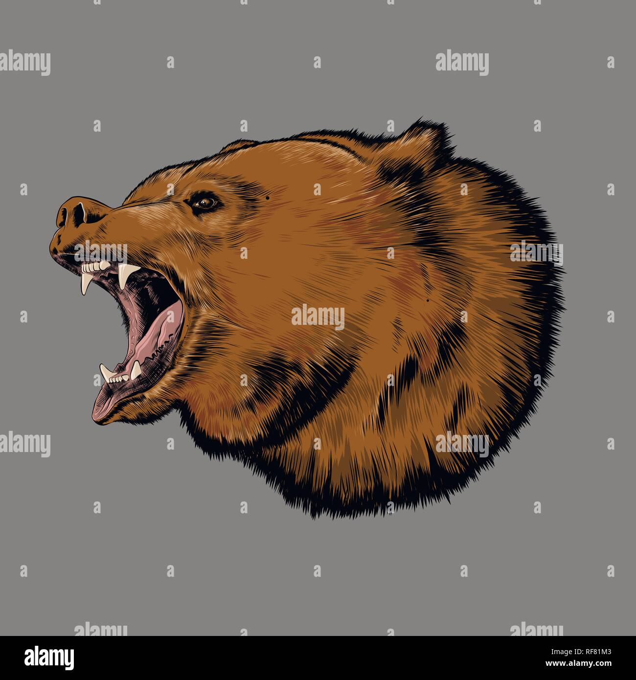 Hand gezeichnete Skizze von bear in Farbe auf grauem Hintergrund. Detaillierte Zeichnung für Poster, Dekoration und Drucken. Vector Illustration Stock Vektor