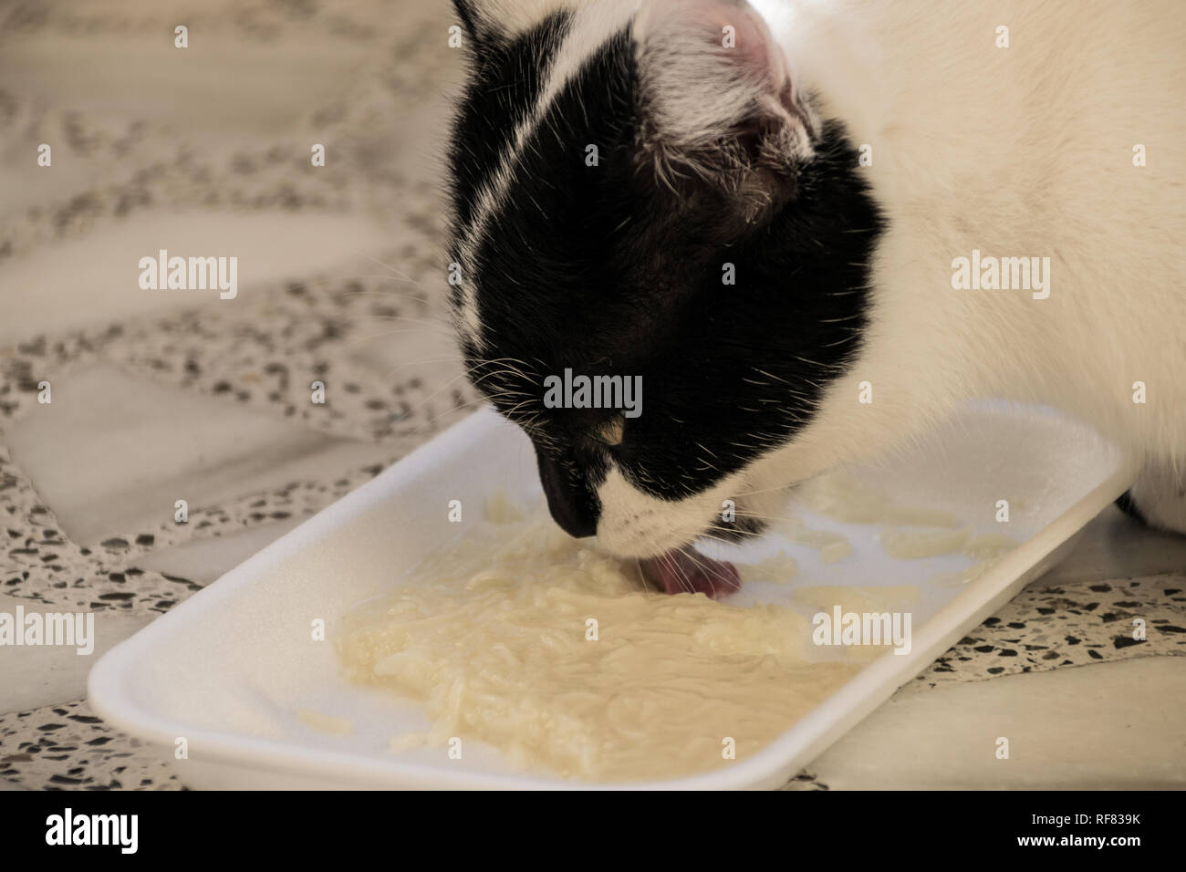 Closeup schwarze und weiße Katze essen Suppe Stockfoto