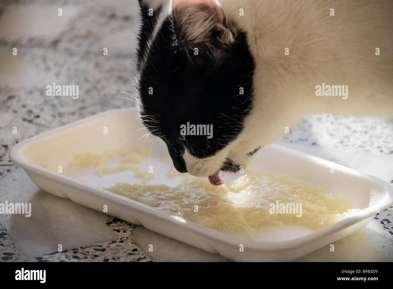 Closeup schwarze und weiße Katze essen Suppe Stockfoto