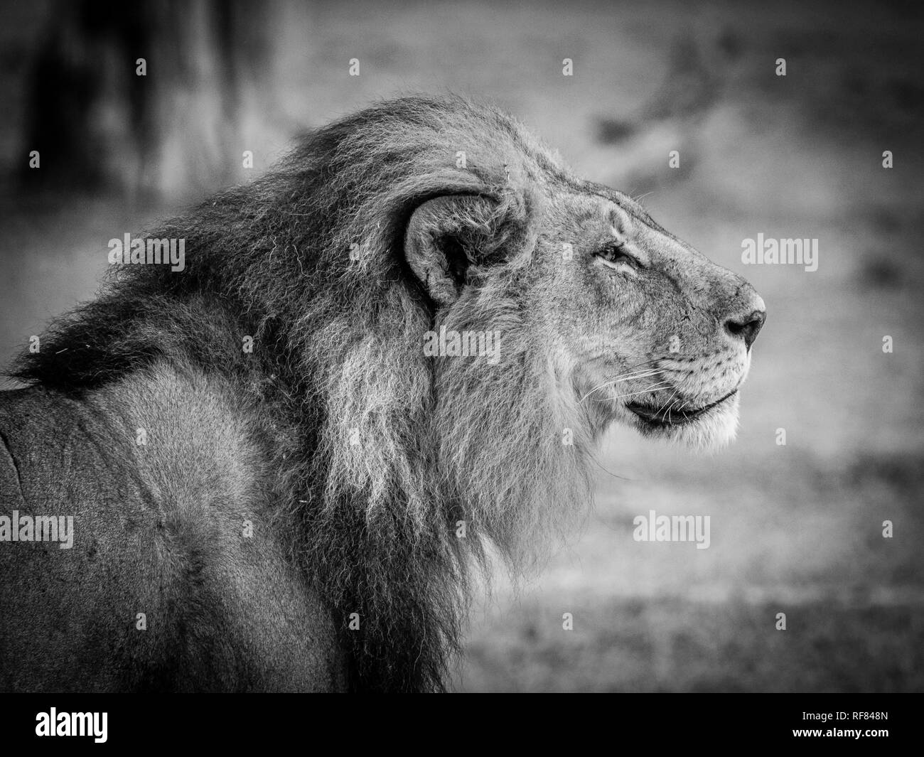 Löwe (Panthera leo), männlich, monochrom, Moremi Game Reserve, Botswana Stockfoto