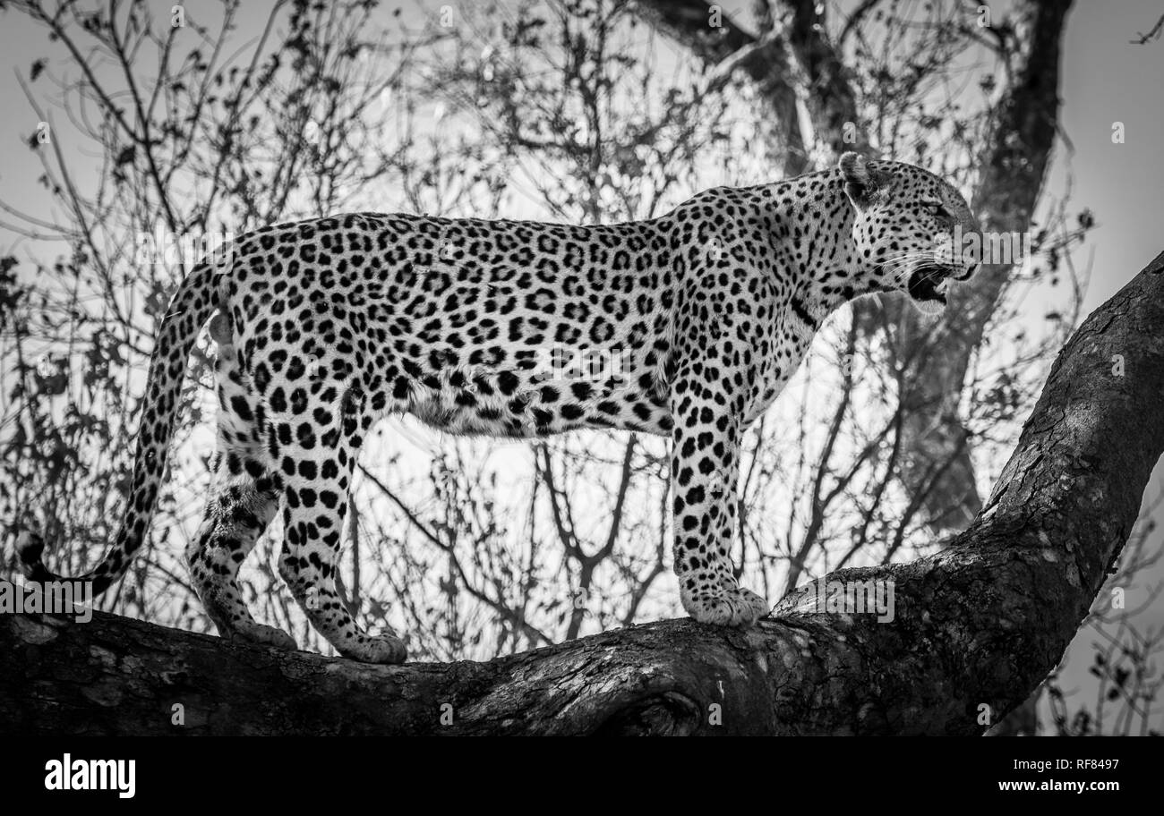 Leopard (Panthera pardus), männlich im Baum, monochrom, Moremi Game Reserve, Botswana Stockfoto