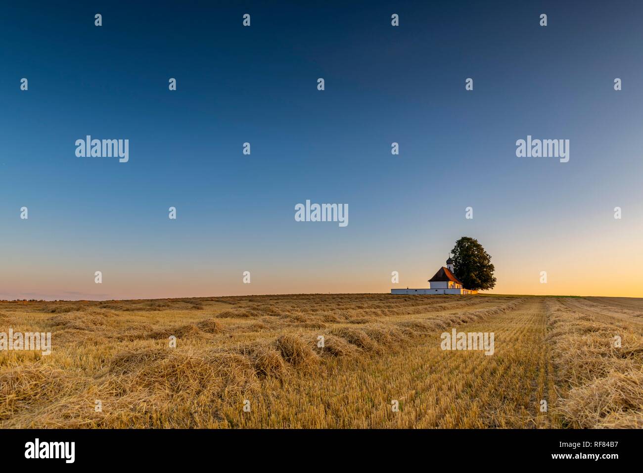 Sank Walburga Kapelle im maisfeld an der Blauen Stunde, Kaufering, Bayern, Deutschland Stockfoto