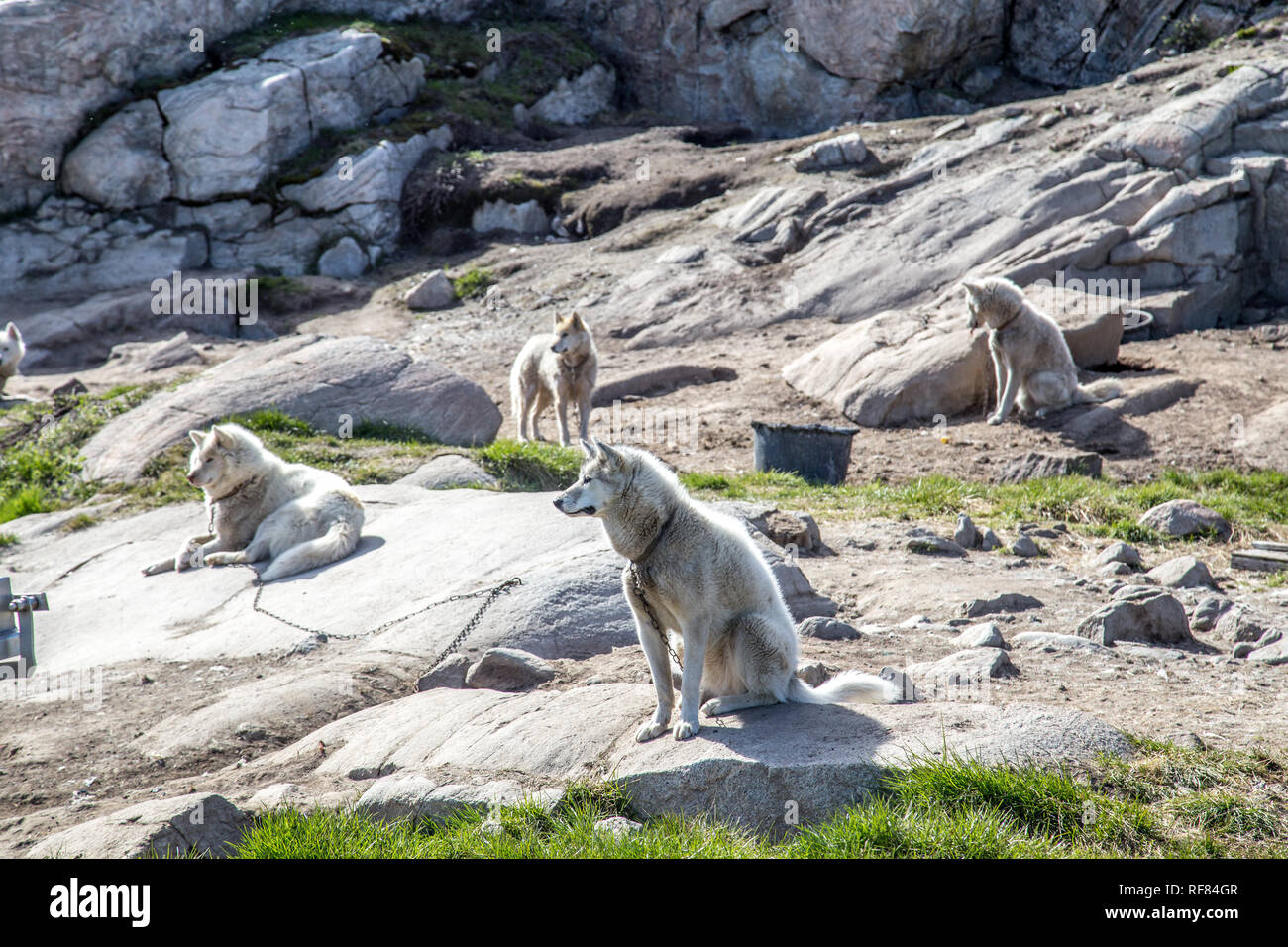 Schlittenhunde in Ilulissat, Grönland Stockfoto