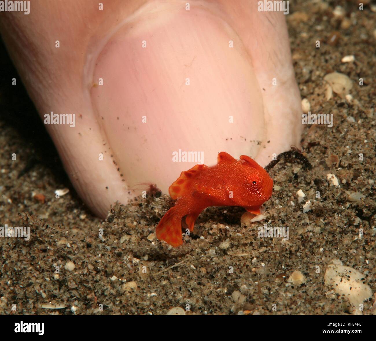 Kinder Bemalten Anglerfisch Antennarius Pictus Grosse Vergleich Mit Menschlichen Fingernagel Negros Visayas Philippinen Stockfotografie Alamy