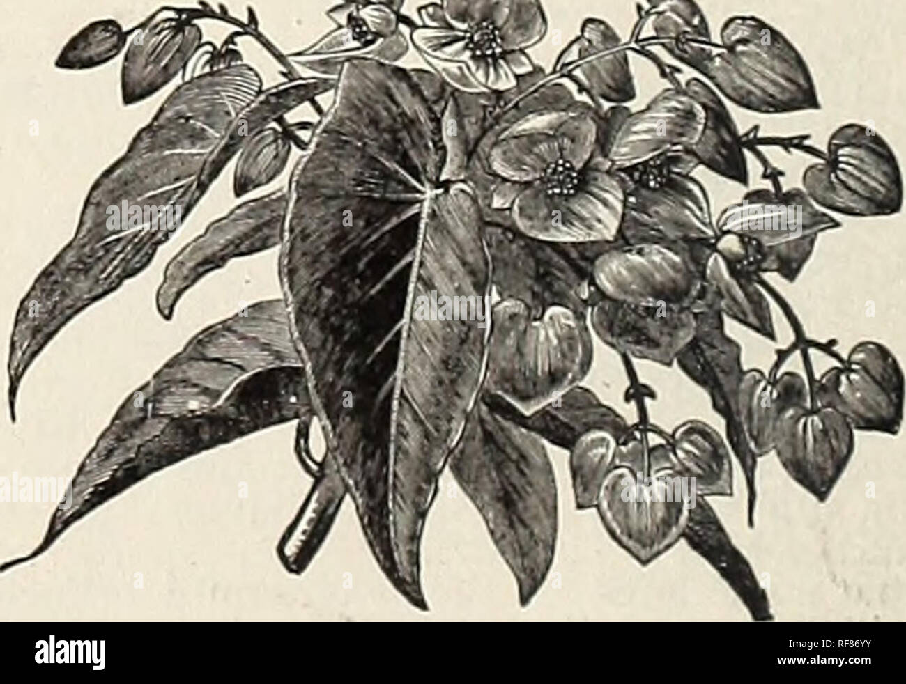 . Katalog der Rosen, Haus und Beetpflanzen und Glühlampen, 1893. Baumschulen Florida Kataloge;; Blumen Rosen Kataloge Kataloge. ABUTILONS. Die abutilons sind sehr einfach Kultur, und wenn es gut geschnitten Form fein, buschige Pflanzen, dass Bloom kontinuierlich. 10 Cent. Thompsonii Plena. Doppelzimmer; tief orange, schattigen mit Crimson, Boule de Neige. Am besten Weiß; Single. Darwinii. Tief orange, rot geäderten. Eclipse. Buntes Laub, Blumen helles Gelb, mit Crimson Kehle. Crusader. Crimson; sehr wirkungsvoll. Golden Fleece. Goldgelb; ein kraft-ous Anbauer. Boyal Scarlet. Braucht keine anderen Beschreibungen Stockfoto