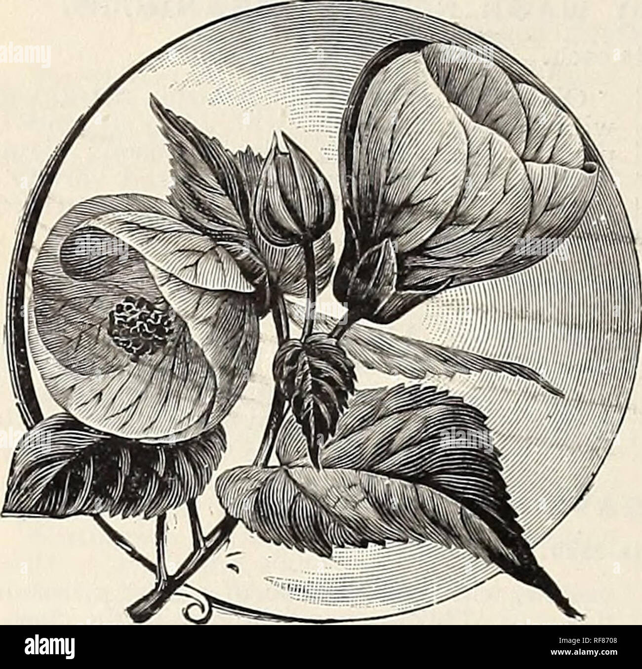 . Katalog der Rosen, Haus und Beetpflanzen und Glühlampen, 1893. Baumschulen Florida Kataloge;; Blumen Rosen Kataloge Kataloge. OS AUTO GRUNBRT, WALLA WALLA, Washington. Gewächshaus aod BEETPFLANZEN,. ABUTILONS. Die abutilons sind sehr einfach Kultur, und wenn es gut geschnitten Form fein, buschige Pflanzen, dass Bloom kontinuierlich. 10 Cent. Thompsonii Plena. Doppelzimmer; tief orange, schattigen mit Crimson, Boule de Neige. Am besten Weiß; Single. Darwinii. Tief orange, rot geäderten. Eclipse. Buntes Laub, Blumen helles Gelb, mit Crimson Kehle. Crusader. Crimson; sehr wirkungsvoll. Golden Fleece. Gol Stockfoto