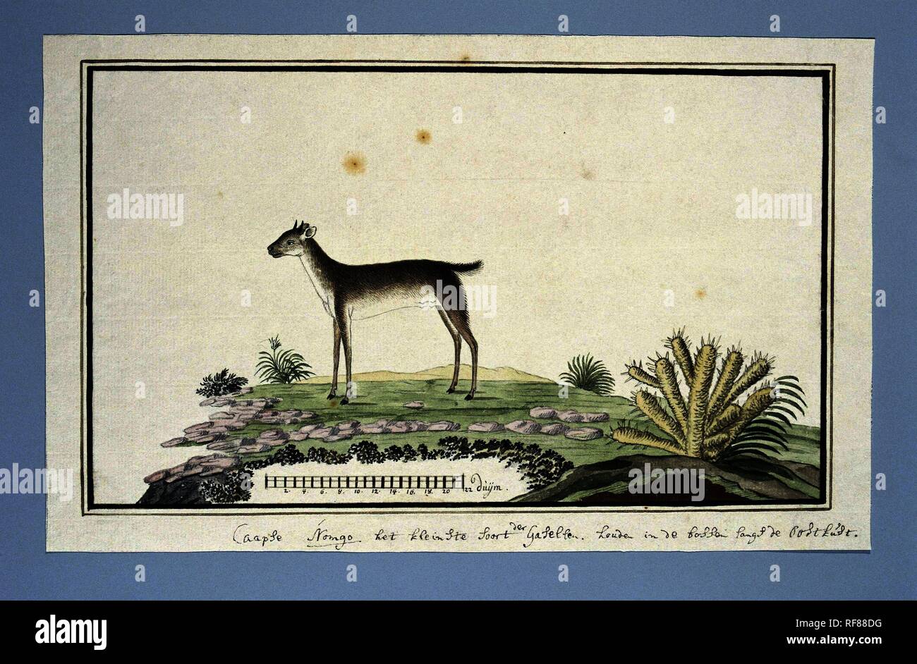 Philantomba monticola (Blue Duiker). Verfasser der Stellungnahme: Robert Jacob Gordon. Dating: Oct-1777-Mar-1786. Maße: H 660 mm x B 480 mm; h 201 mm x B 337 mm; h 175 mm × w 337 mm. Museum: Rijksmuseum, Amsterdam. Stockfoto