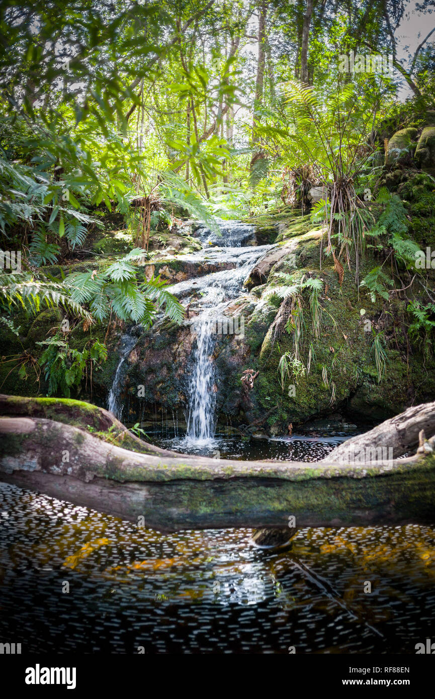 Der Tsitsikamma Wanderweg ist ein multi-day Backpacking Route beginnt am Indischen Ozean in der Nähe von Nature's Valley, endend bei Storm's River, Südafrika Stockfoto