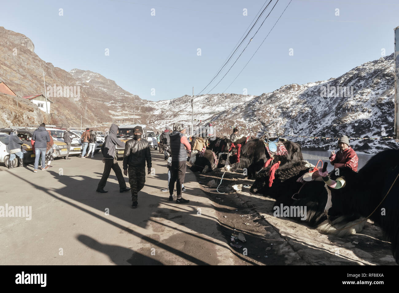 Gangtok, Sikkim, Indien, am 1. Januar, 2019: Yak in der Nähe von Tsomgo (Changu) See. Es ist eine heilige Natur Gletschersee auf der Oberseite des Himalaya Mountain Stockfoto