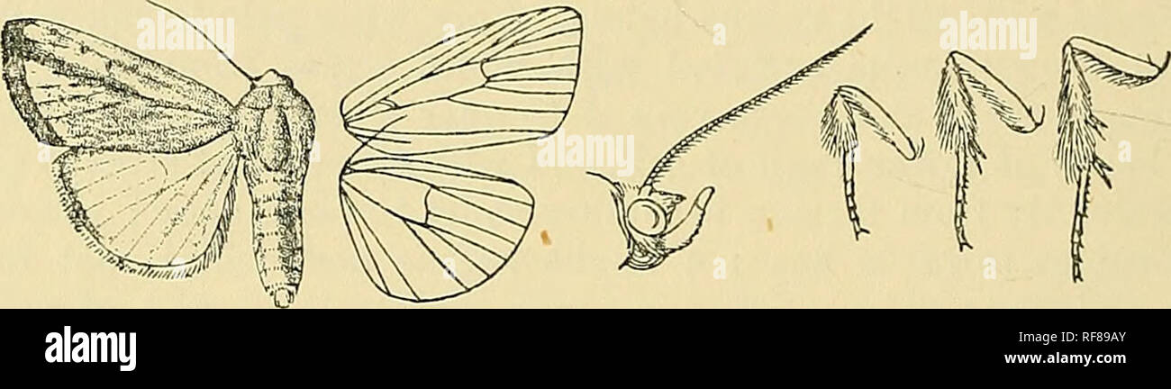 . Katalog der Lepidoptera Phalaenae im British Museum. Motten. 060 N 0 CTUID. T 5. 7119. Acontia graellsi. Aeontia graelhii, Feisth. Ann. Soc. Ent. Fr. vi. S.300, Pi. 12. w. 3 (1837); von Dup. Lep. Fr., Suppl. iii S.535, Pi. 45. w. 3; Mill. Icones. pi. 59. ff 6, 7; Hnipen. Motlis Ind. II S. 324; Stand. Kat. Lep. pal. S. 224. Xanthodes innocens, Wlk. xv. 1752 (1858). Xanthodes fiinbriaia, Wlk. Xxxiii. 777 (1865). Kopf und Fuß des Tegulae weiß, der Rest der Thorax gelb; Palpen auf Tipps, Frons und Antennen ausser an der Basis rot-braun; pectus Weiß; Vordere und Mittlere tibiae rot-braun; Abdomen whit Stockfoto