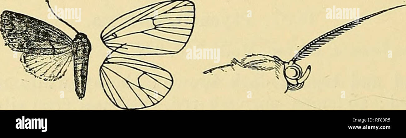 . Katalog der Lepidoptera Phalaenae im British Museum. Motten. Abb. 225.- Ptyonota formostt, $. 5 - - Unterseite weiß mit einem violetten Farbton, ein Patch von rufous suffusion auf Küstengebiet vor der Mitte und einem Terminal Serie von Punkten. Bah. BuEMA, Tenasserim Tal {Doherty), Typ t § in Slg. Druce; Singapur {Ridley)^1 $. Ex^ Ich. 34 Millim. Gattung MICROZADA, sep. Typ, M. anamica. Rüssel voll entwickelt; Palpen umgedrehten, die 2 iid Gemeinsame zu erreichen über Vertex der Raupe und reibungslos skaliert, die 3 short; frons glatt; große, runde Augen; Antennen der männlichen bipectinate mit langen Zweigen zu zwei Stockfoto