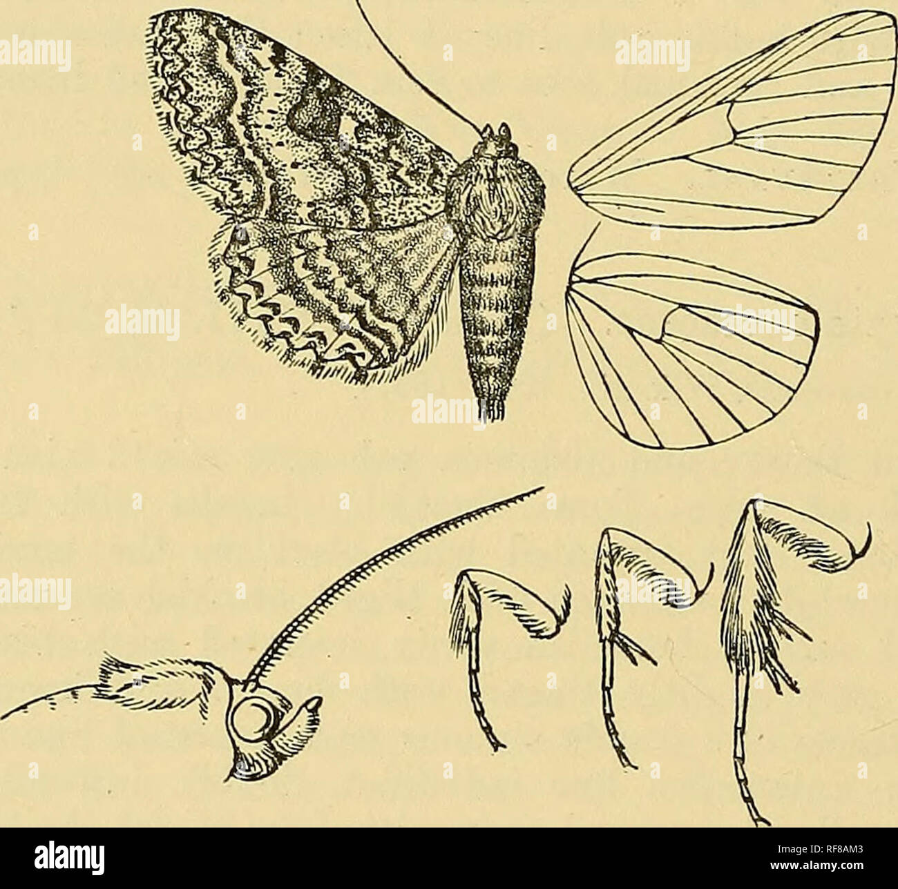 . Katalog der Lepidoptera Phalaenae im British Museum. Motten. 322 KOCTUID. E. subterminal Linie; eine Reihe von Minute schwarz terinen lunules vor, und eine feine weiße Linie an der Basis der Zilien; die Unterseite weiß irrorated mit Braun, eine Reihe von schwarzen Punkte vor Termen. $. In der Regel dunkler. Hah. Werden. E. Afeica, Taveta {Bogers), 1 $; Transtaal, Pretoria, 1 $; Natal {Marshall), 1, 5, Estcourt {Hutchinson), 2 cJ, 2 $, Durban, 1&lt; S Typ; Aden {J. J. Walker), 1 6. Exp. 36-44 Millim. B. in der Mitte tibiiB der männlichen nicht dilatiert und ohne Fransen von Skalen. a. Hind tibiae der männlichen gesäumten mit langen Haaren. 81 Stockfoto